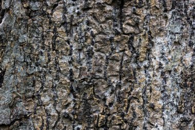 Ağaç kabuğu dokusu