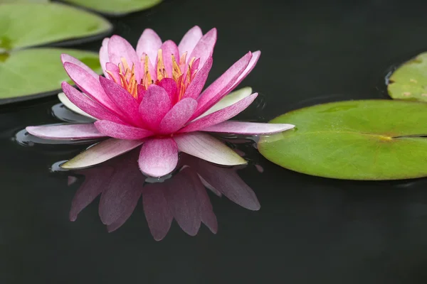 Pink Lotus in the garden — Stock Photo, Image