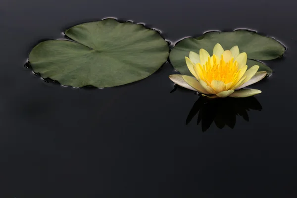 Yellow Lotus in the garden — Stock Photo, Image