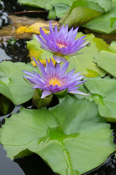 Фиолетовый лотос, водяная лилия — стоковое фото