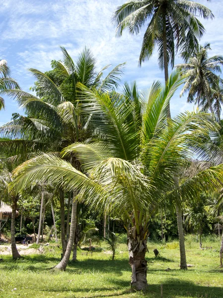 Noce di cocco in giardino — Foto Stock