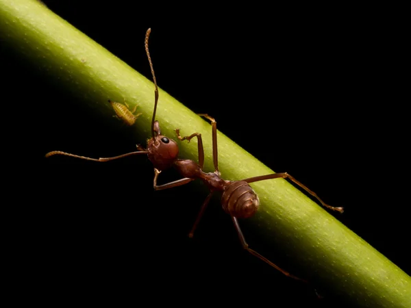 Semut di latar belakang hitam — Stok Foto