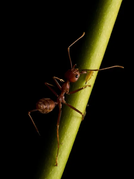 Ants in black background — Stock Photo, Image