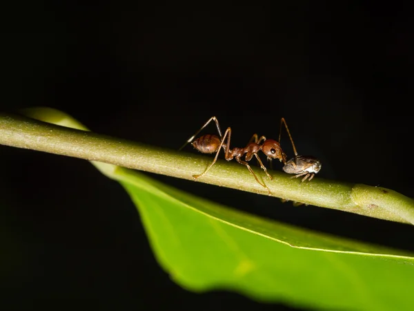Ant dan dunianya aphis — Stok Foto