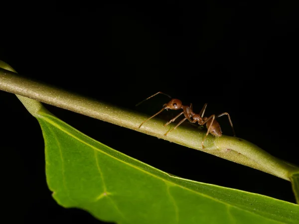 Ant's and aphis world — Stock Photo, Image