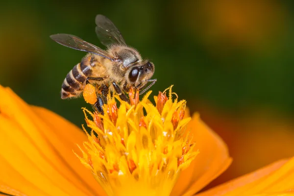 Bee Sucking Yellow Cosmos Syrup — Stock Photo, Image