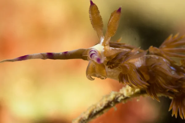 Nudibranch in Thai Gulf — Stock Photo, Image