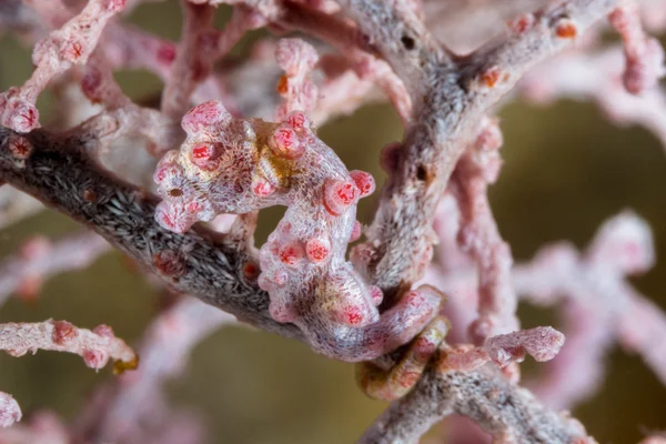 Hippocampe pygmée rose — Photo