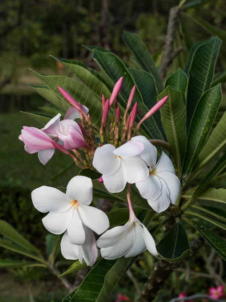 Plumeria λευκό λουλούδι — Φωτογραφία Αρχείου