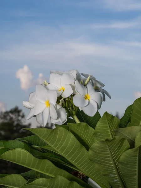 Flor de plumeria blanca —  Fotos de Stock