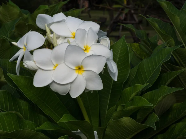 Flor Plumeria Branca Jardim — Fotografia de Stock