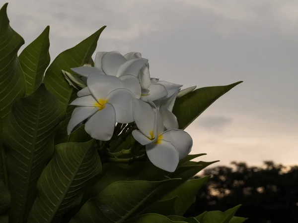 Flor de plumeria branca — Fotografia de Stock