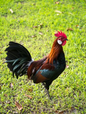 Kırmızı Orman Tavuğu