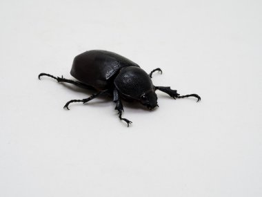 Gergedan böceği, Rhino beetle, Herkül böceği beyaz arka plan üzerinde