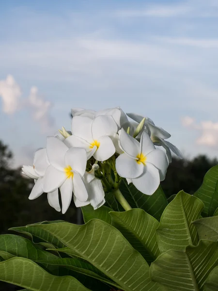 Flor de plumeria branca — Fotografia de Stock