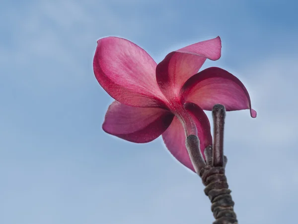 Flor de plumeria vermelha — Fotografia de Stock