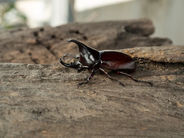 Escarabajo Rinoceronte macho — Foto de Stock