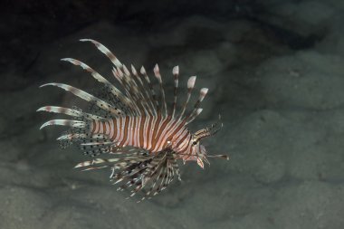 Lionfish resmini Undrewater