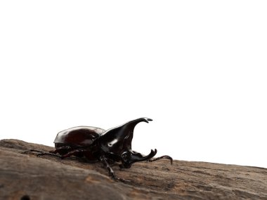 erkek rhinoceros beetle