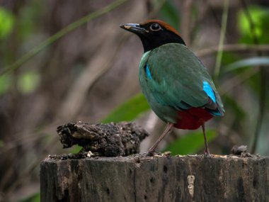 Yağmur ormanlarında kukuletalı pide