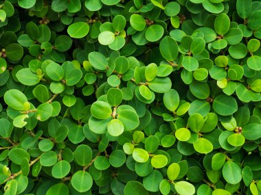 yaprak yeşil arka plan