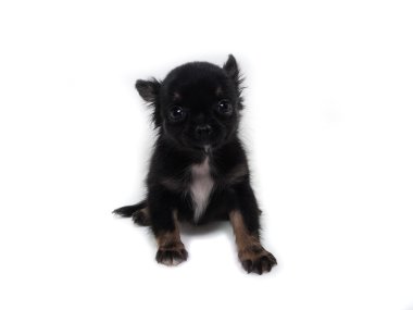 Sevimli köpek Chihuahua