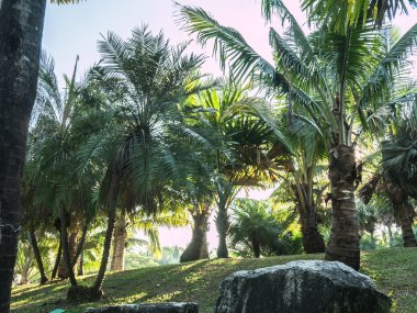 Bahçedeki yeşil palmiye