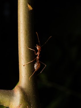 Karıncalar siyah arka plan