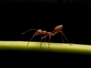 Karıncalar siyah arka plan