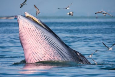 de bryde walvis voeding