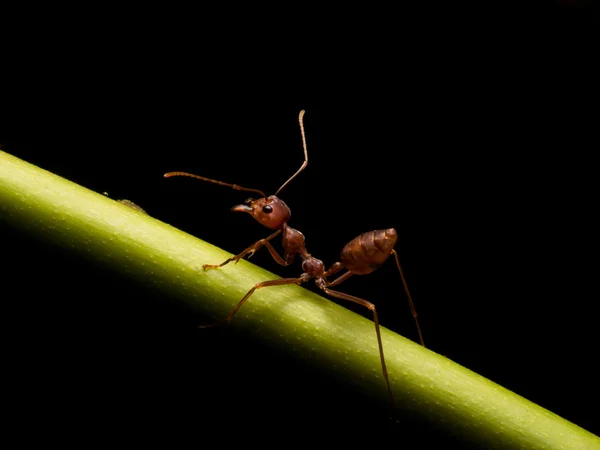 Semut di latar belakang hitam — Stok Foto