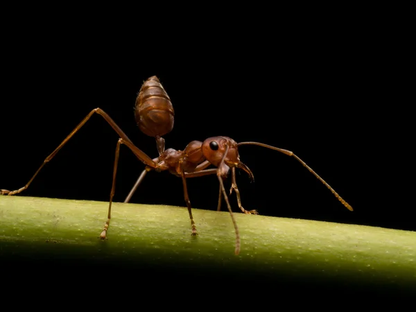 Semut di latar belakang hitam — Stok Foto