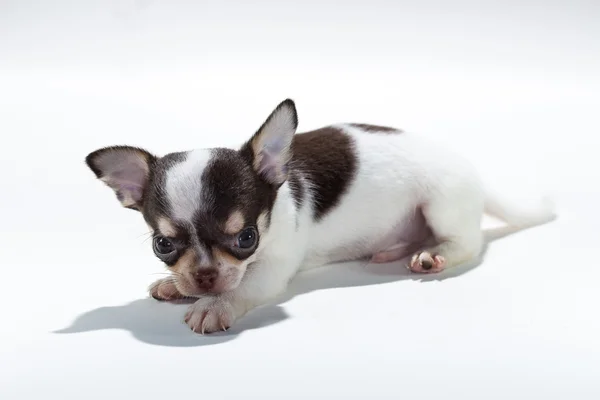 Schattige Puppy Chihuahua — Stockfoto