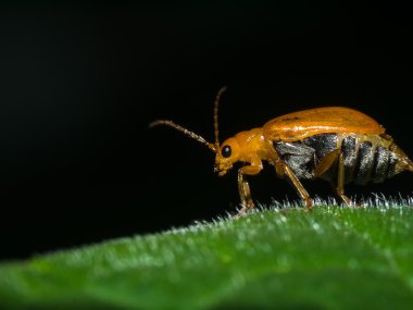 Yaprak üzerinde sarı böceği