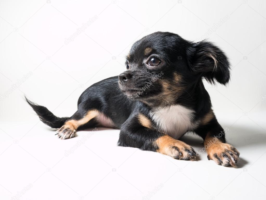 Long Haired Chihuahua Puppy Stock Photo C Suwatsir 93359840