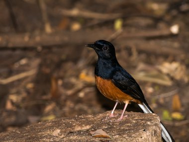 AK sokumlu köstebek