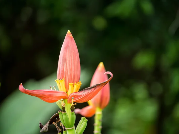 Uma Banana de flores — Fotografia de Stock