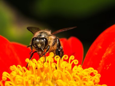Bal arısı kırmızı çiçek