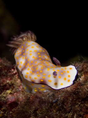Risbecia pulchella, Nudibranch