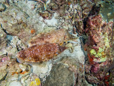 Mürekkep balığı yumurta döşeme