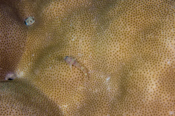 Μαστίγιο γοβιούς στο κοράλλι — Φωτογραφία Αρχείου