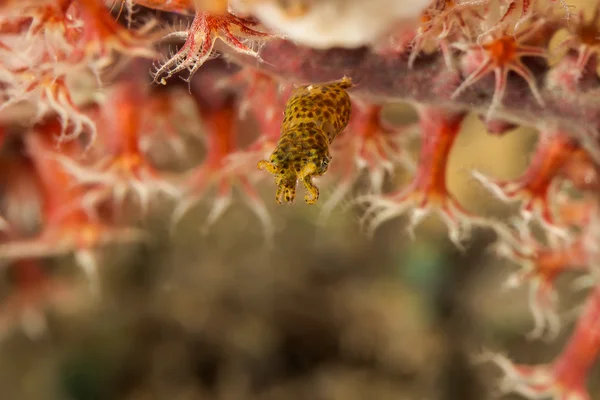 Um Cuttlefish pigmeu — Fotografia de Stock