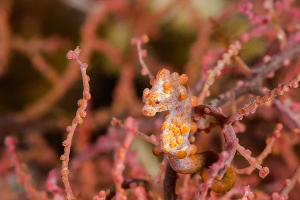 Pink Pygmy Seahorse — Stock Photo, Image