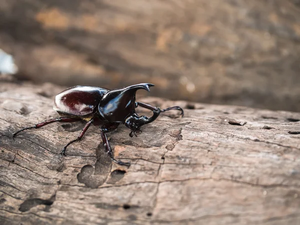 Mannelijke rhinoceros beetle — Stockfoto