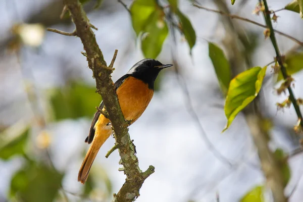 Hausrotschwanz-Vogel — Stockfoto