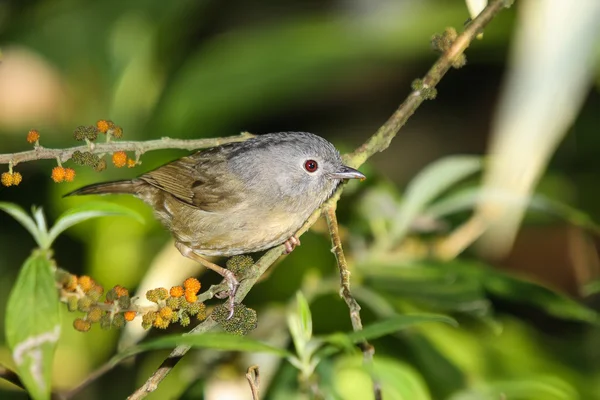 Yunnan fulvetta vogel — Stockfoto