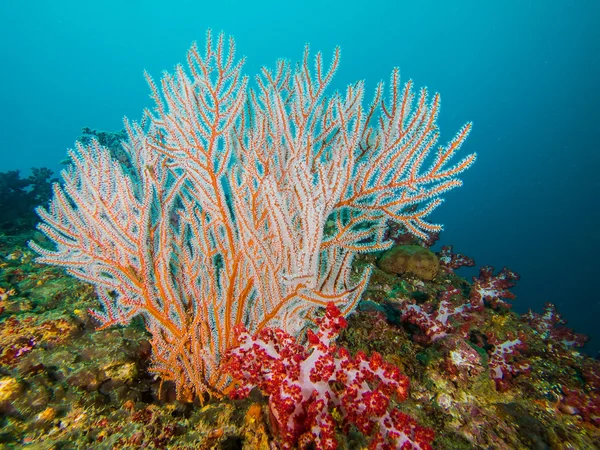 Marinheiro e recife de coral — Fotografia de Stock