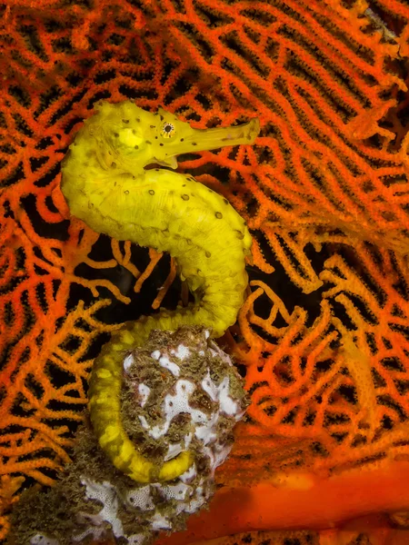 Un caballito de mar amarillo — Foto de Stock