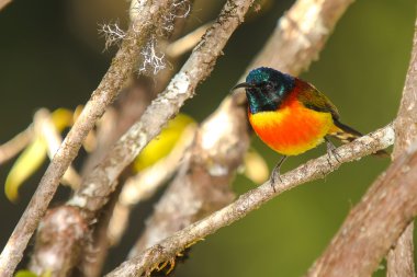 Yeşil uçlu sunbird
