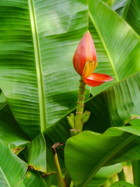 Seafan mercan Pigme denizatı